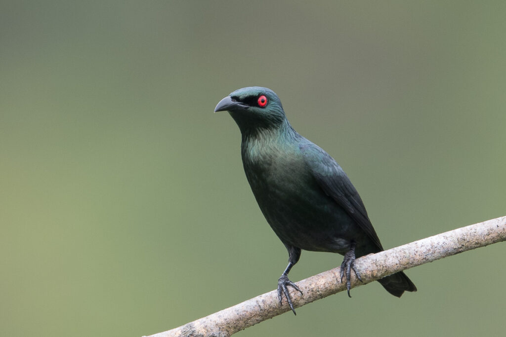Asian Glossy Starling