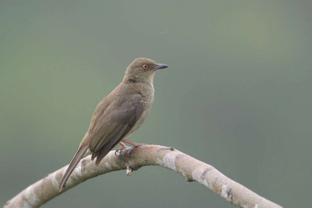 Asian Red-eyed Bulbul