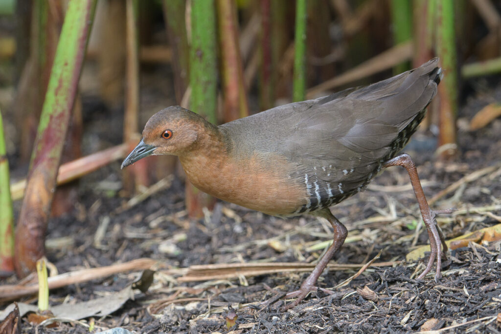 Band-bellied Crake