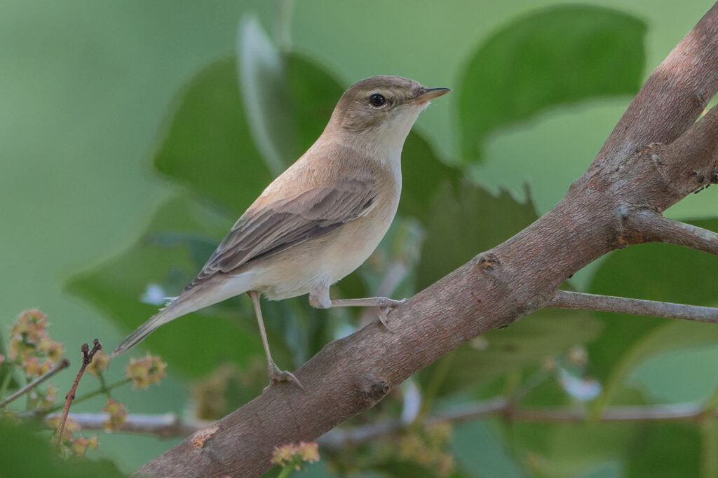 Booted Warbler