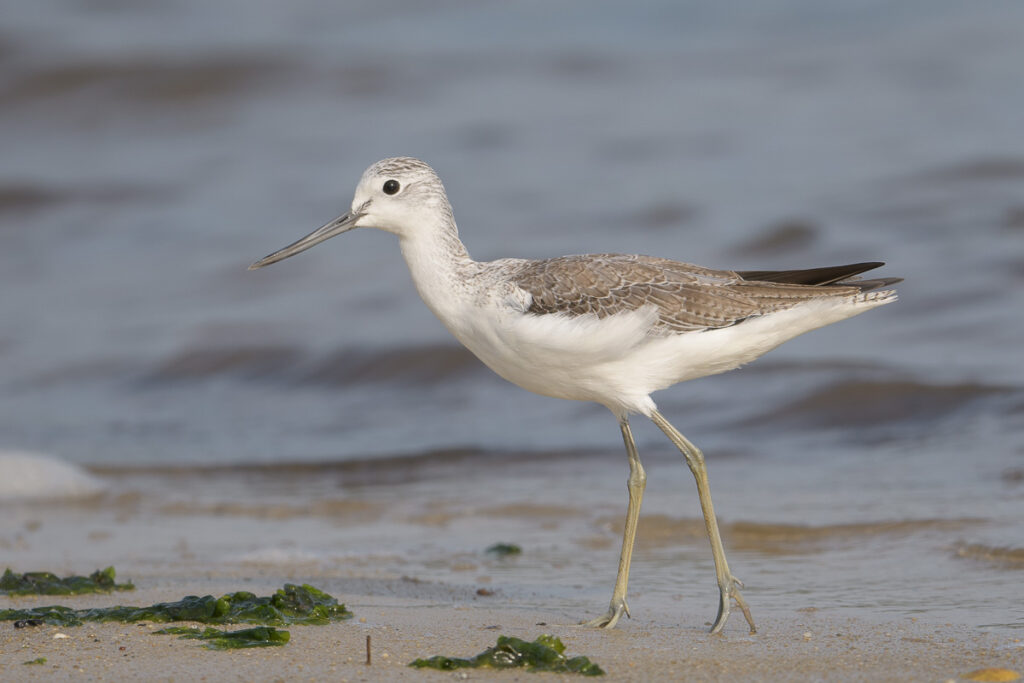 Common Greenshank