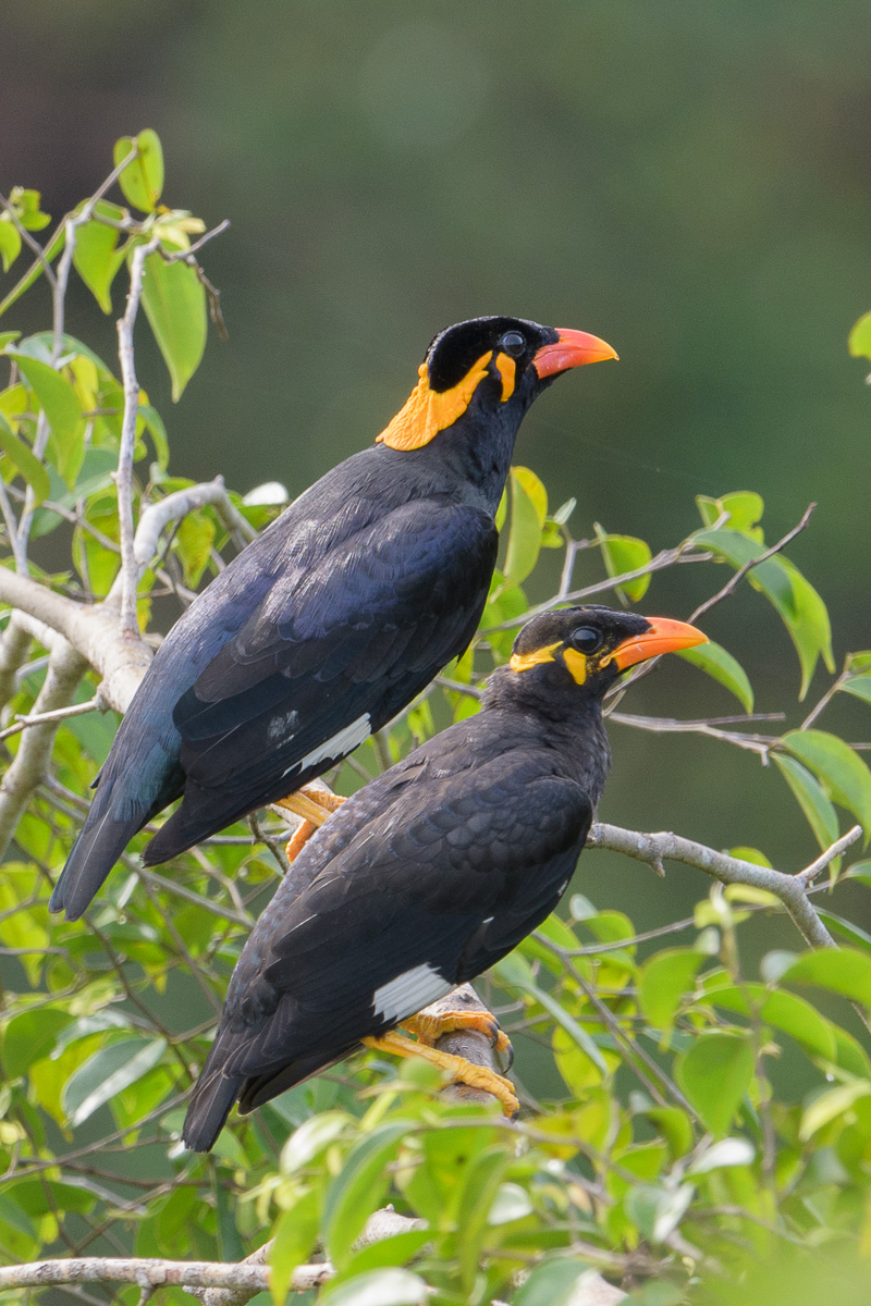 hill myna