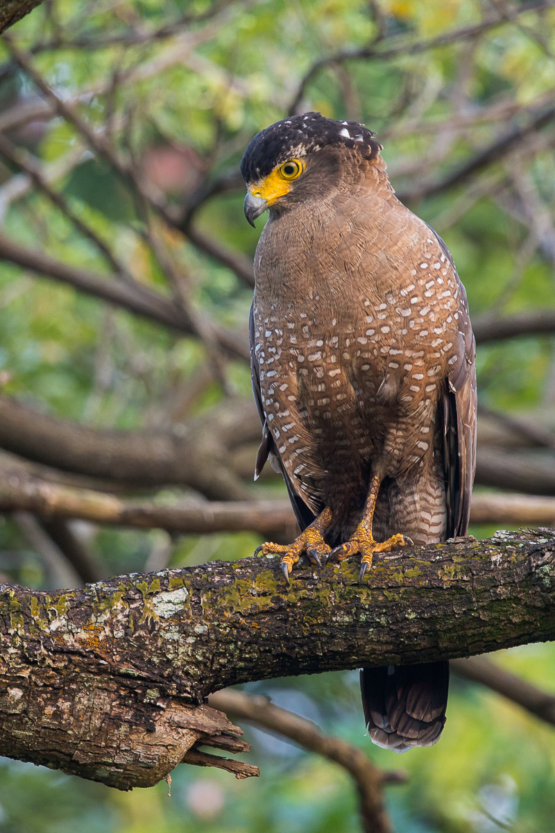 Crested Serpent Eagle – Birds Of Singapore