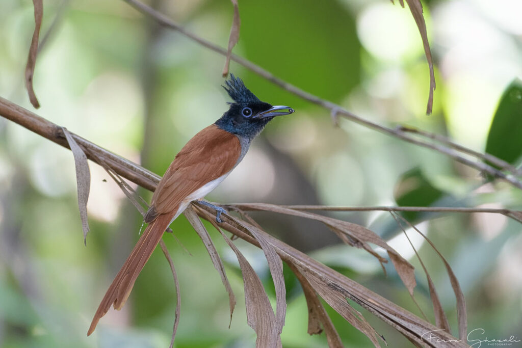 Indian Paradise Flycatcher