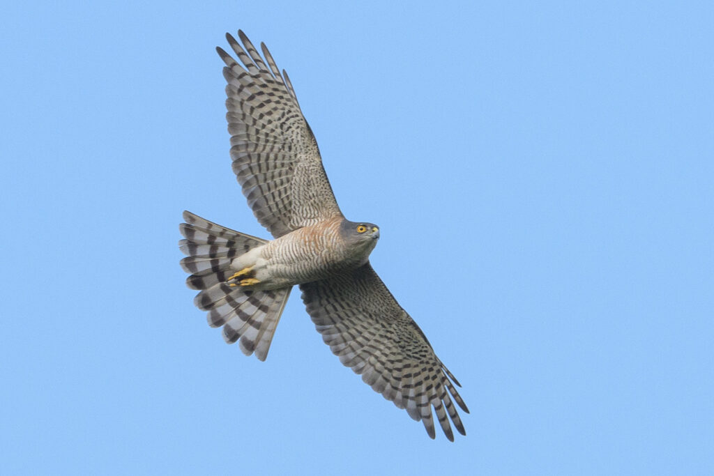 Japanese Sparrowhawk
