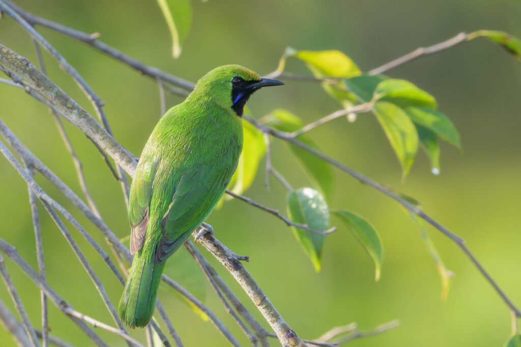 Lesser Green Leafbird