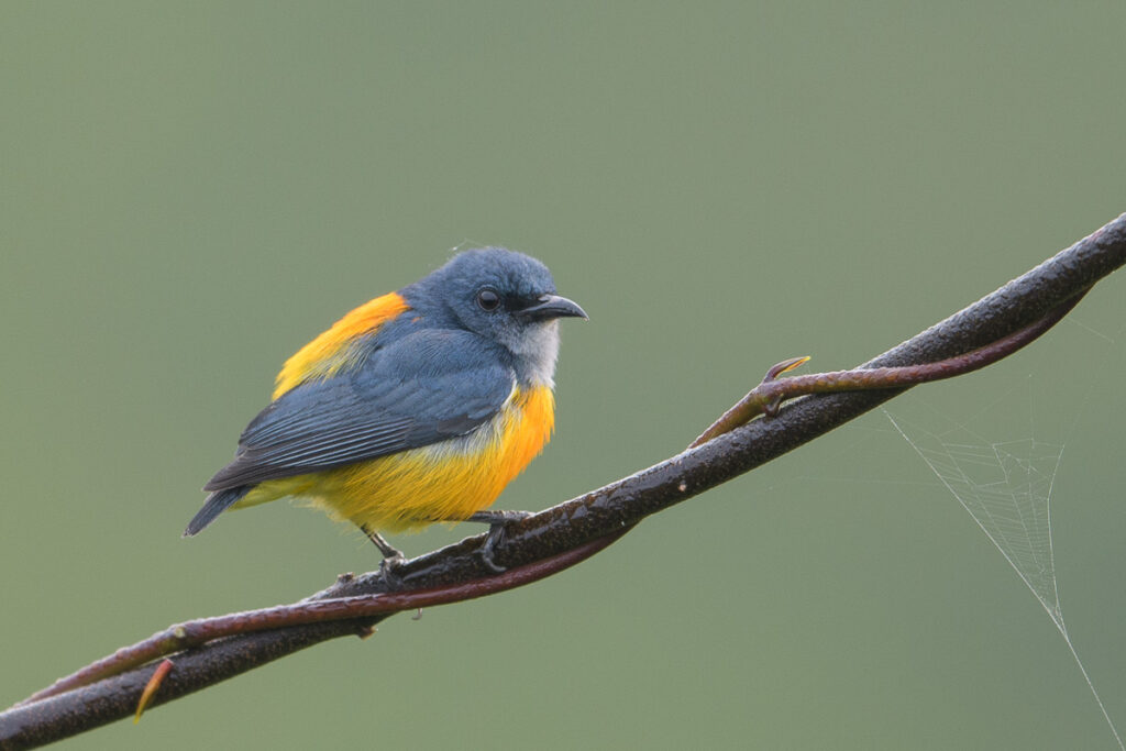 Orange-bellied Flowerpecker