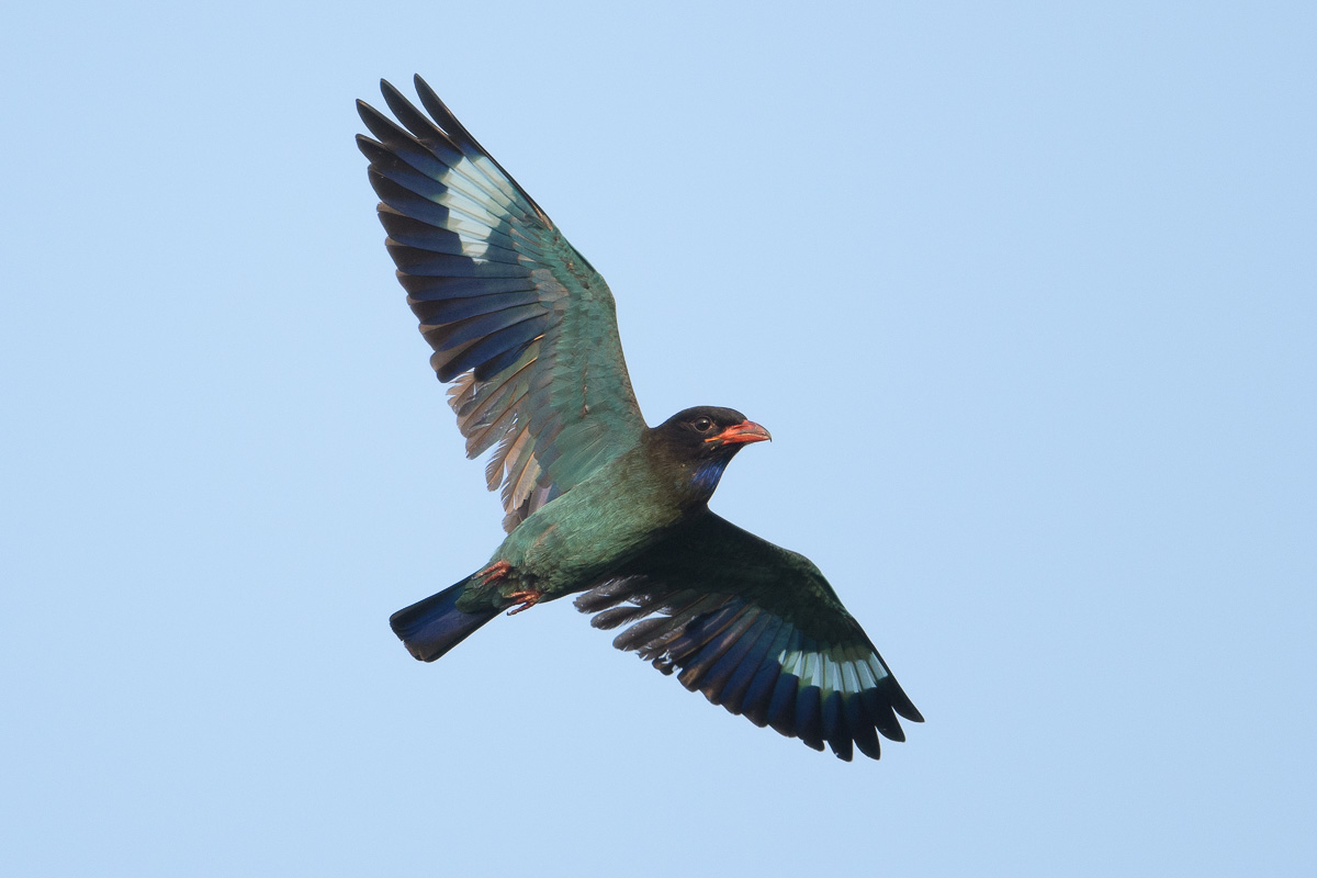 Oriental Dollarbird – Birds of Singapore