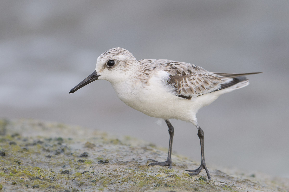 Sanderling – Birds of Singapore