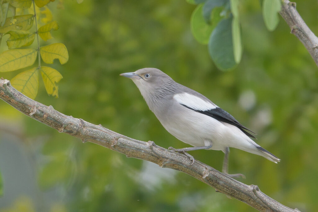 White-shouldered Starling