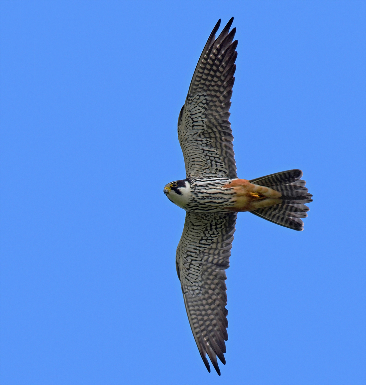 Eurasian Hobby – Singapore Birds Project