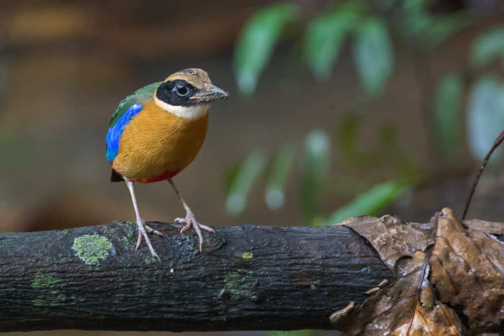 Blue-winged Pitta