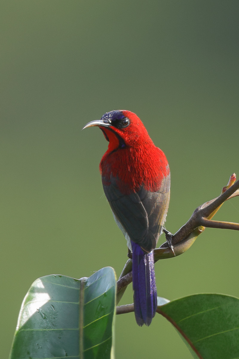 Crimson Sunbird – Birds of Singapore