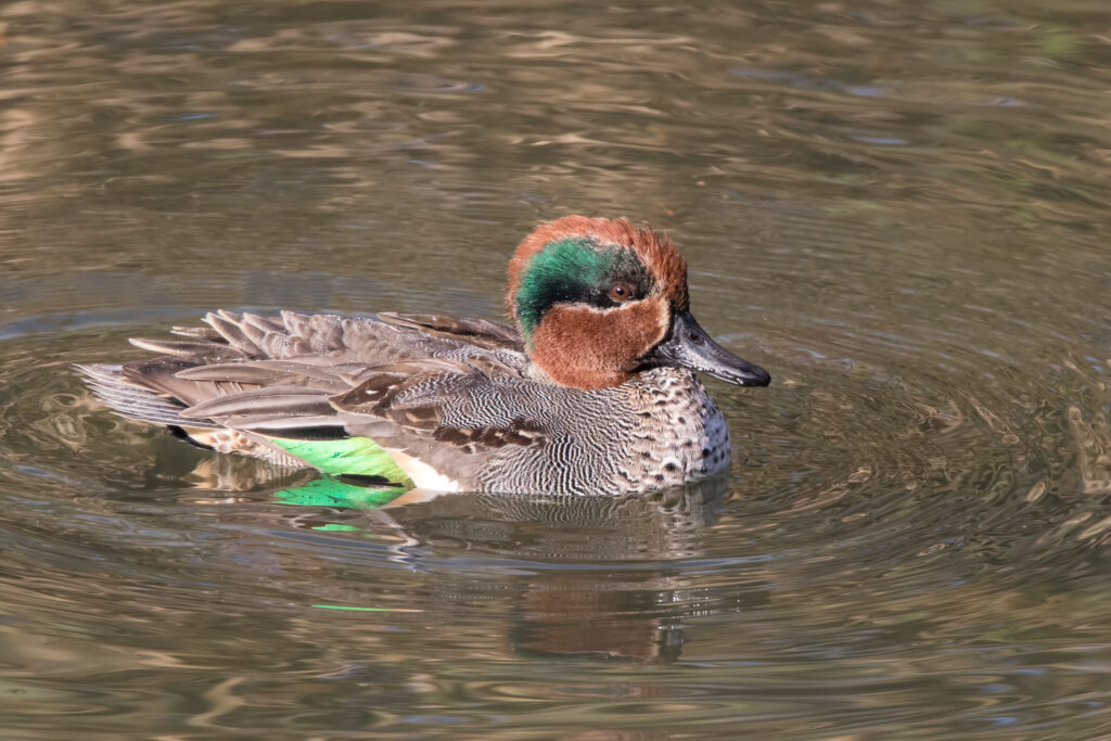 Eurasian Teal