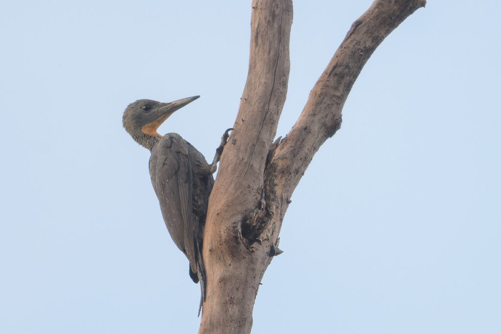 Great Slaty Woodpecker