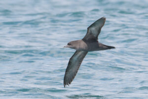 Pelagic Bird Survey at the Singapore Strait – 5 May 2018