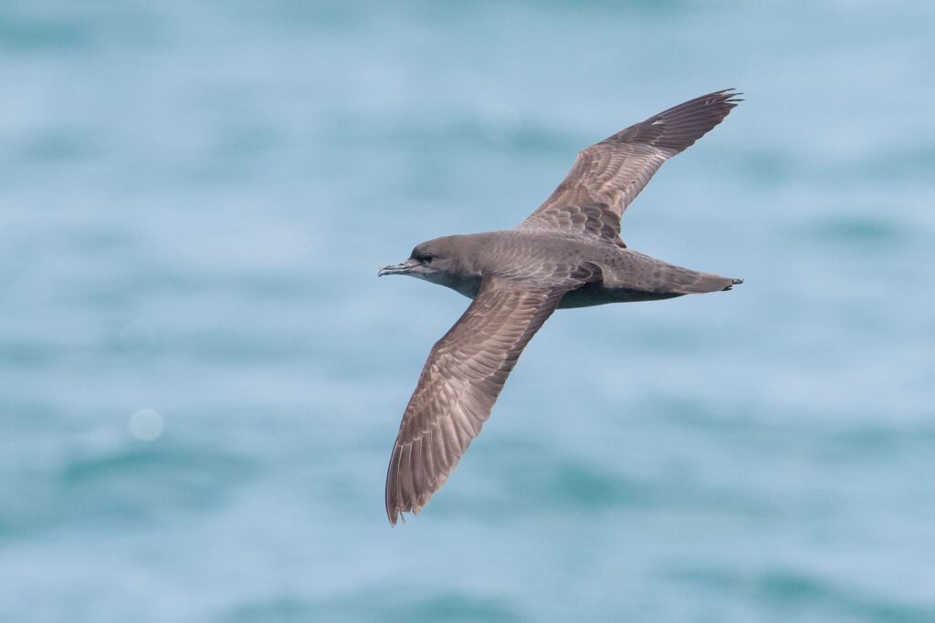 Short-tailed Shearwater