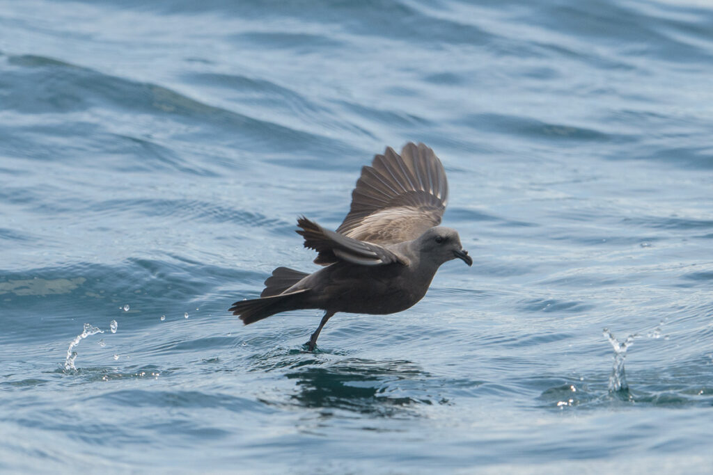Swinhoe’s Storm Petrel