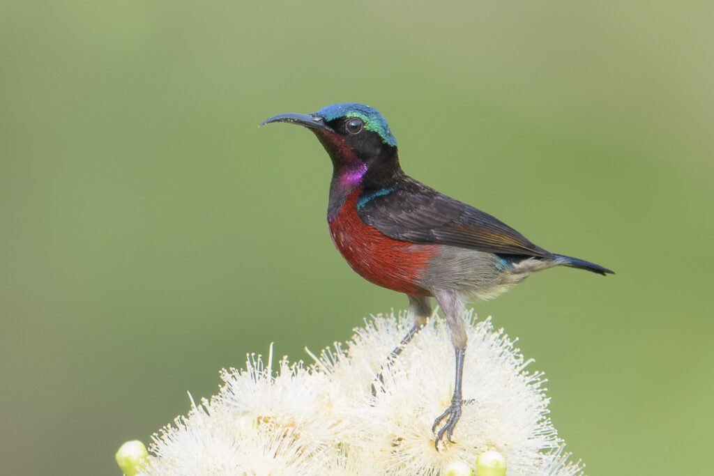 Van Hasselt’s Sunbird
