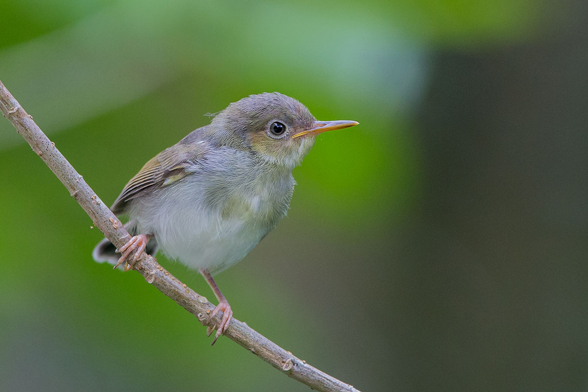 Common Tailorbird – Birds of Singapore