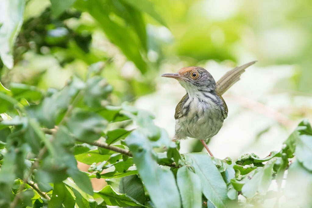 Common Tailorbird