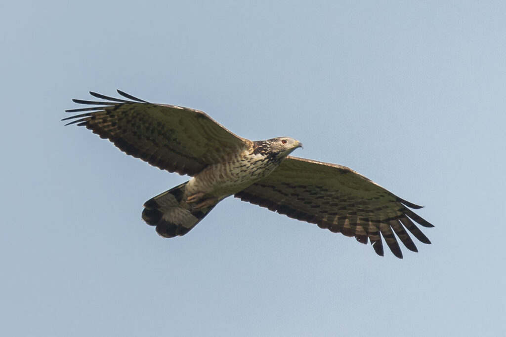 Crested Honey Buzzard