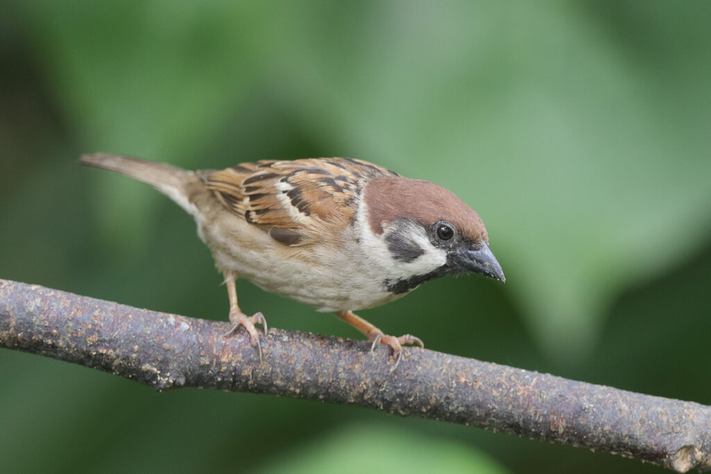 Eurasian Tree Sparrow