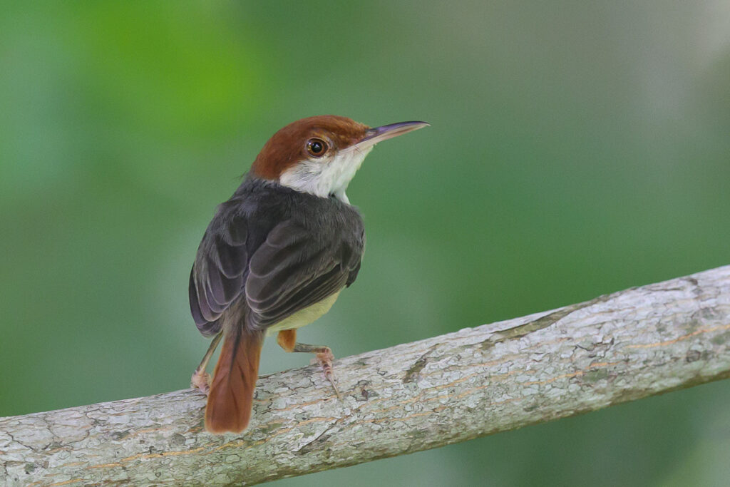 Rufous-tailed Tailorbird