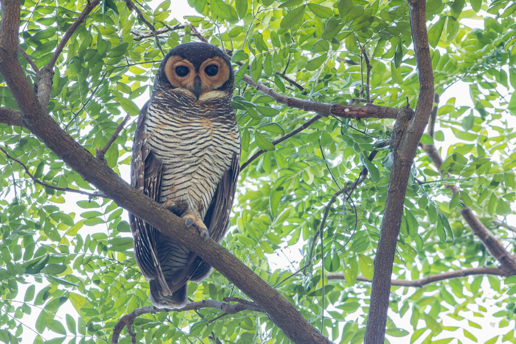Spotted Wood Owl