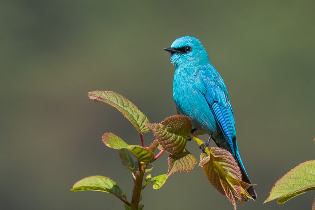 Verditer Flycatcher