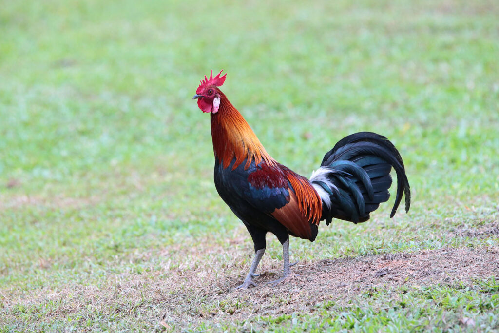 Red Junglefowl