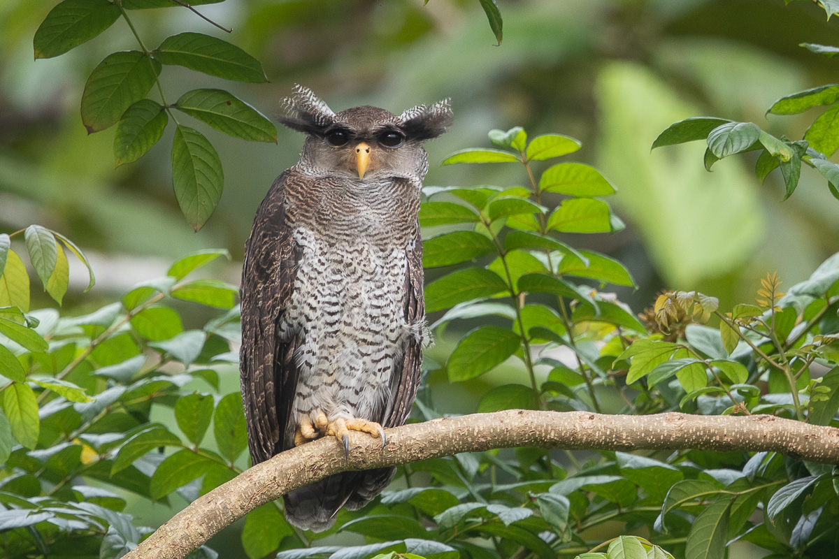 Barred Eagle Owl Singapore Birds Project