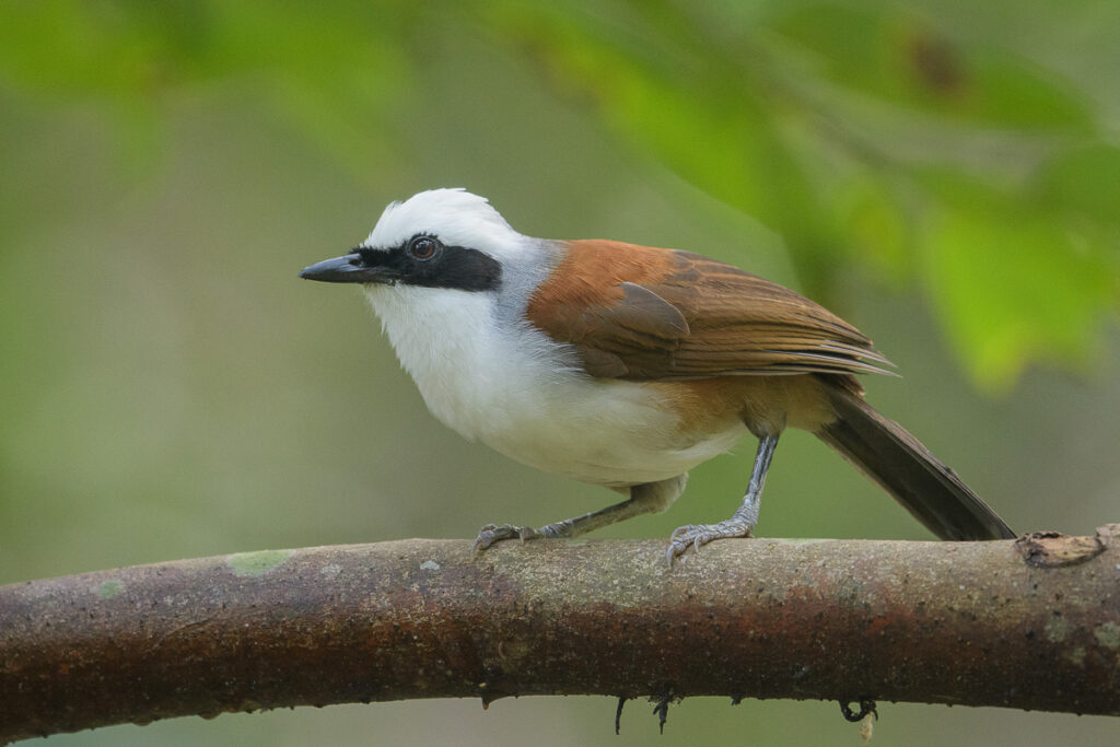 White-crested Laughingthrush