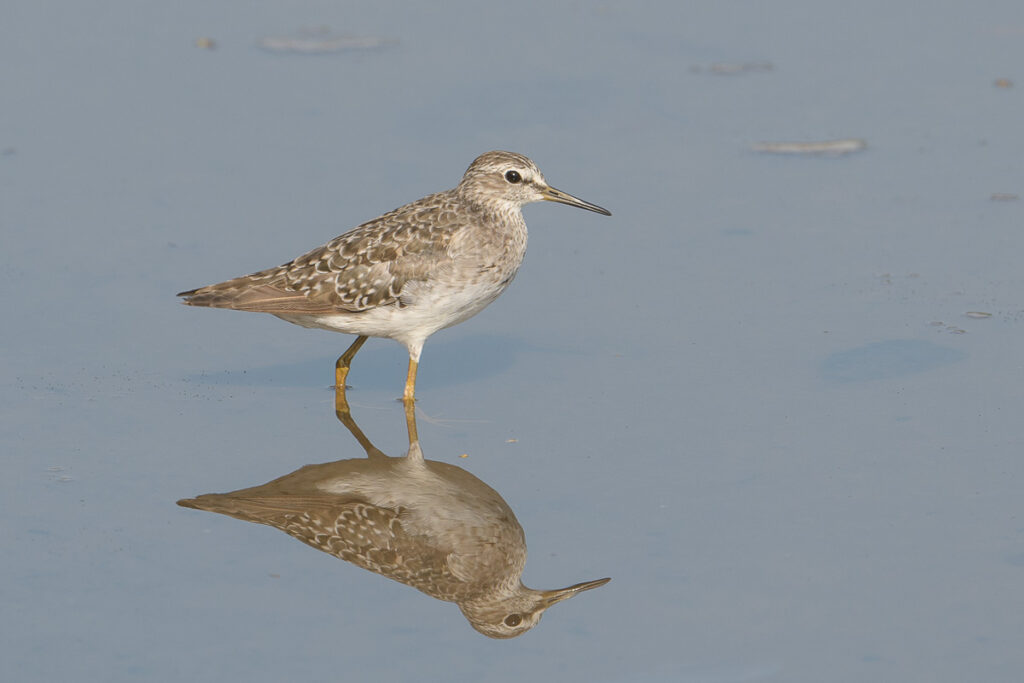 Wood Sandpiper