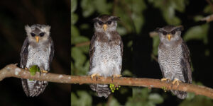 First breeding record of the Barred Eagle-Owl in Singapore Island