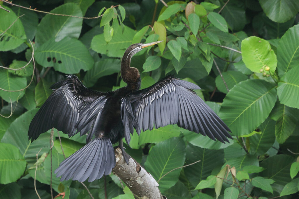 Oriental Darter