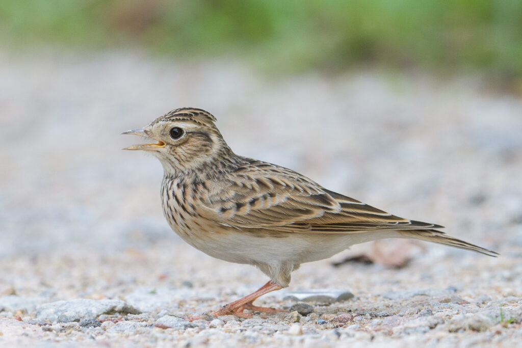 Eurasian Skylark