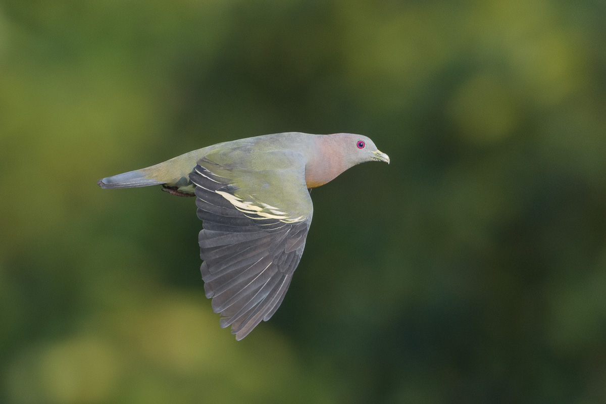 Pink-necked Green Pigeon – Birds of Singapore