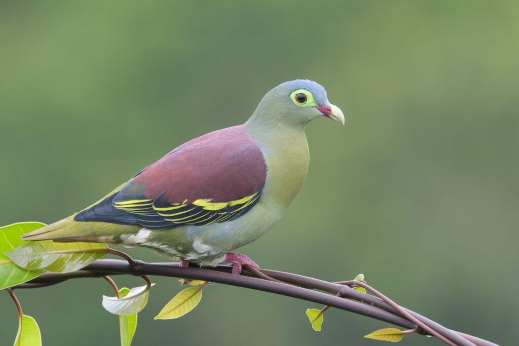 Thick-billed Green Pigeon