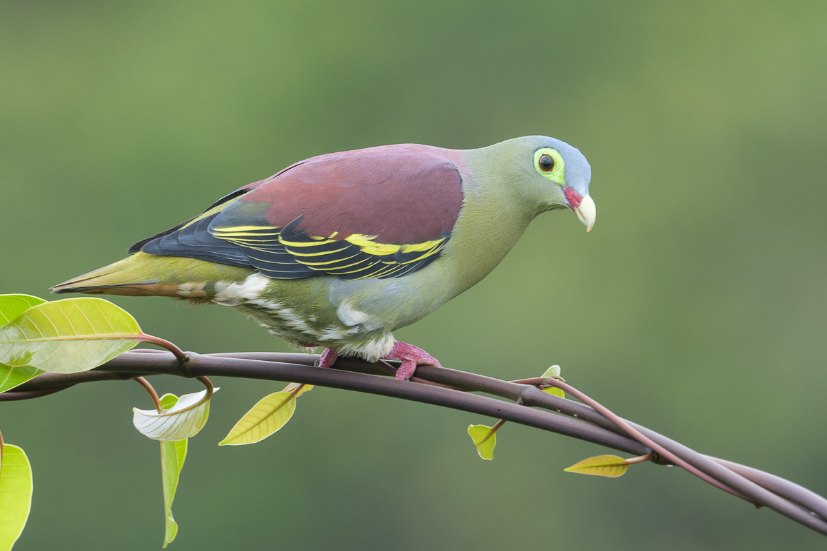 Thick-billed Green Pigeon – Birds of Singapore