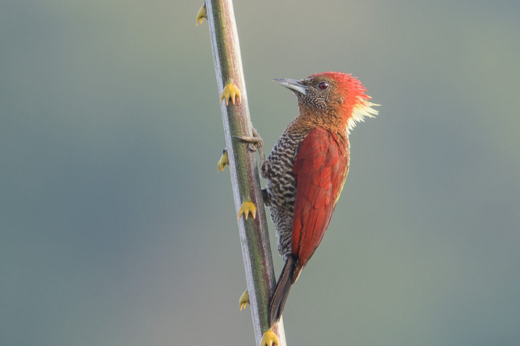 Banded Woodpecker