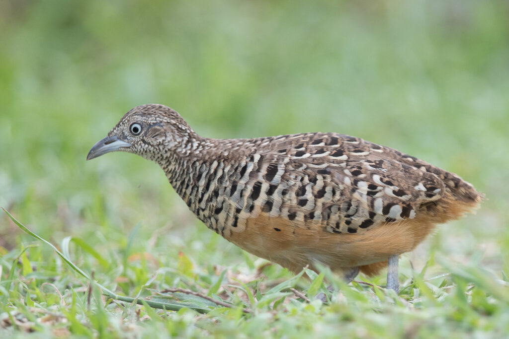 Barred Buttonquail
