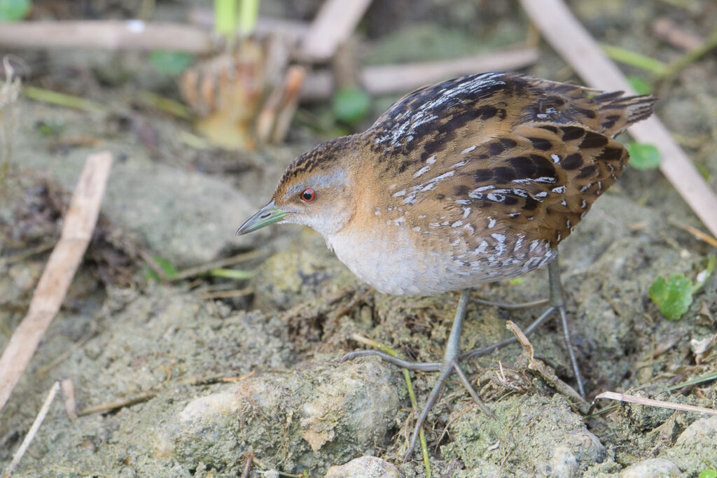 Baillon’s Crake