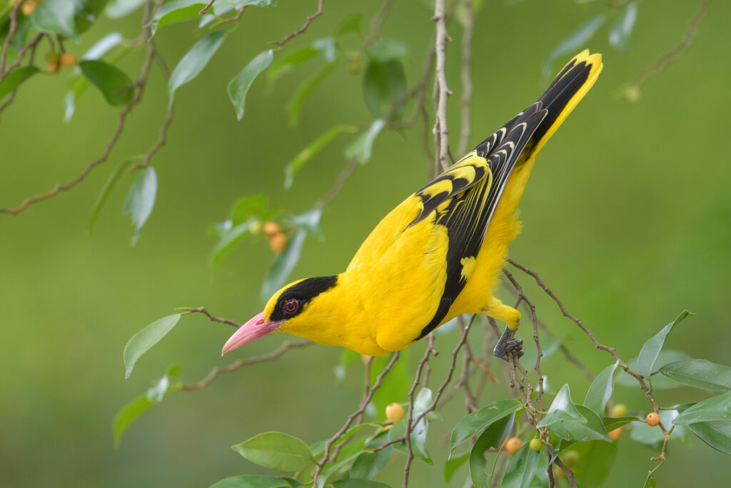 Black-naped Oriole