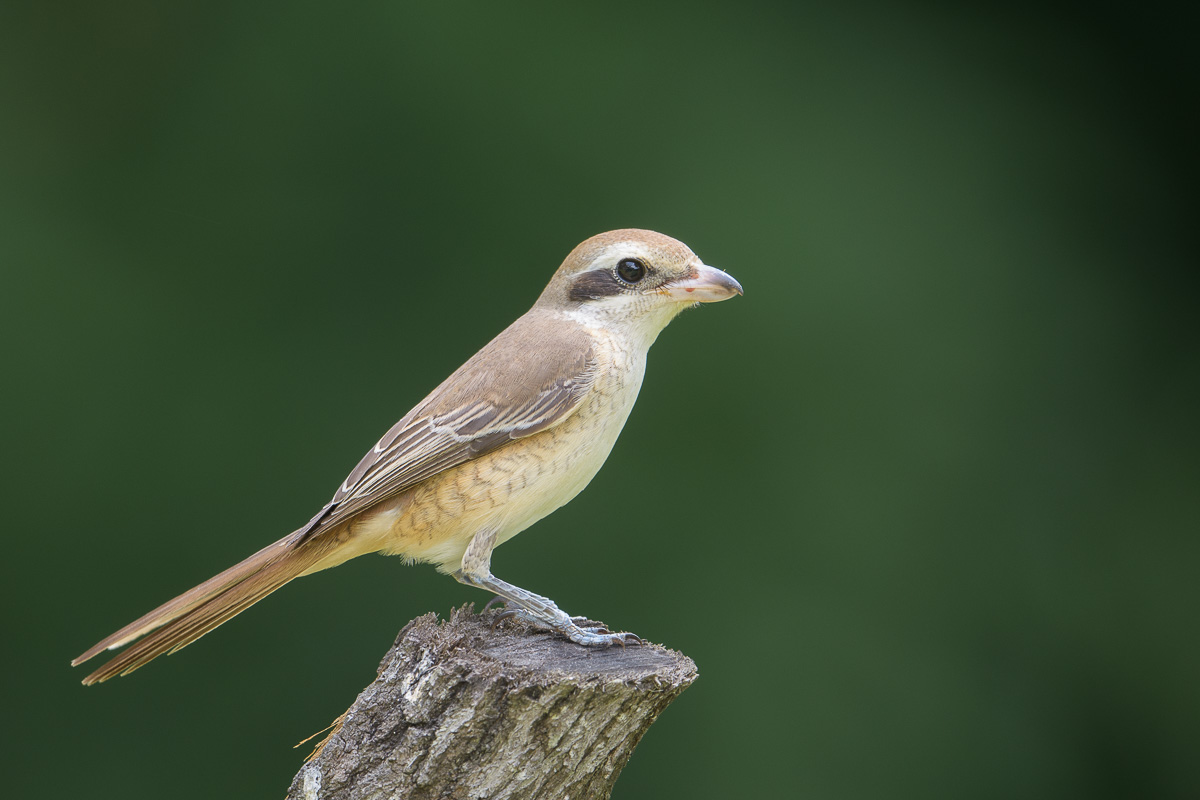 Brown Shrike – Birds of Singapore