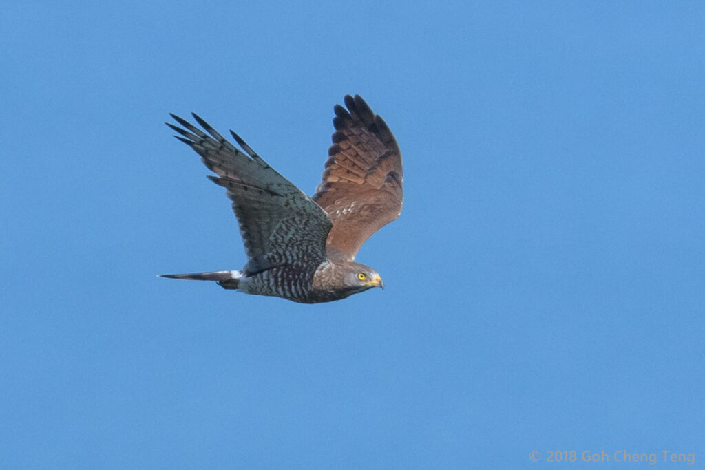 Grey-faced Buzzard