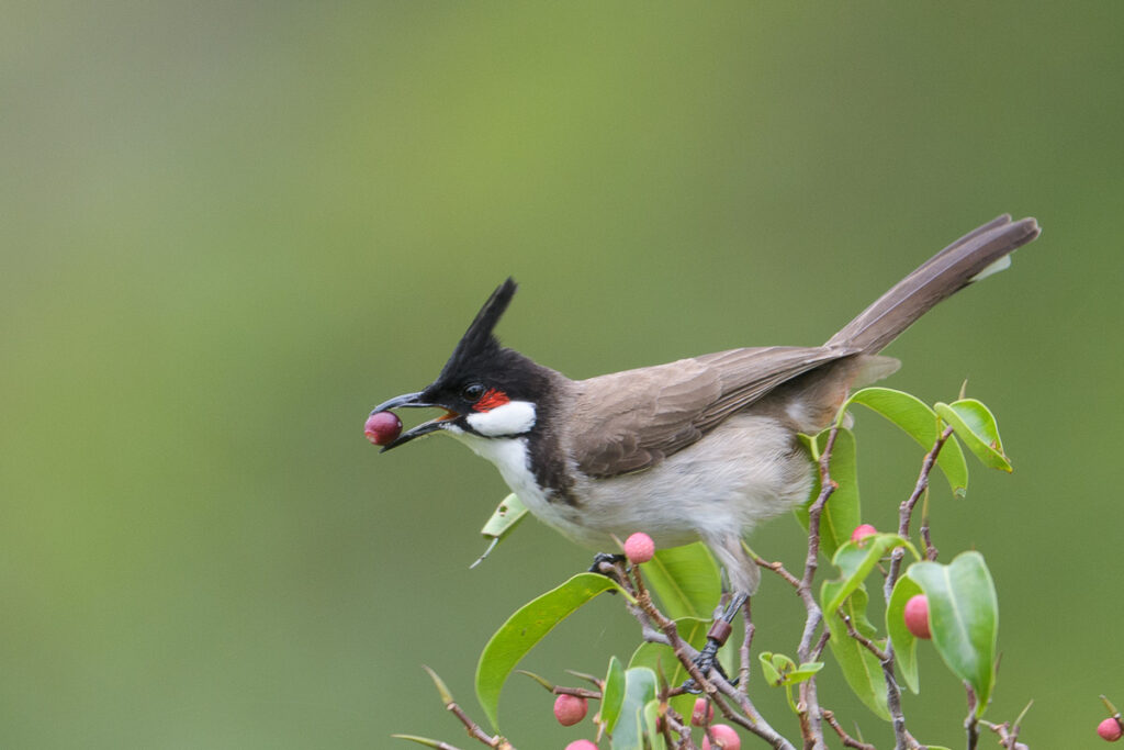 Red-whiskered Bulbul