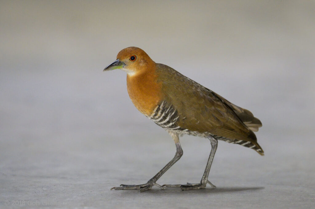 Slaty-legged Crake