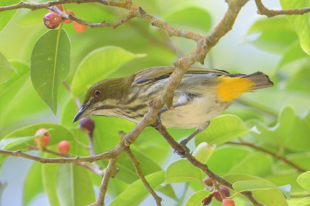 Yellow-vented Flowerpecker