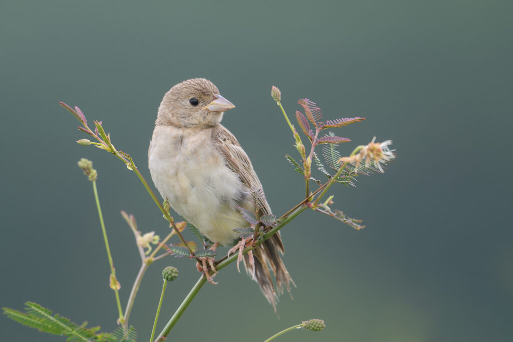 Black-headed Bunting